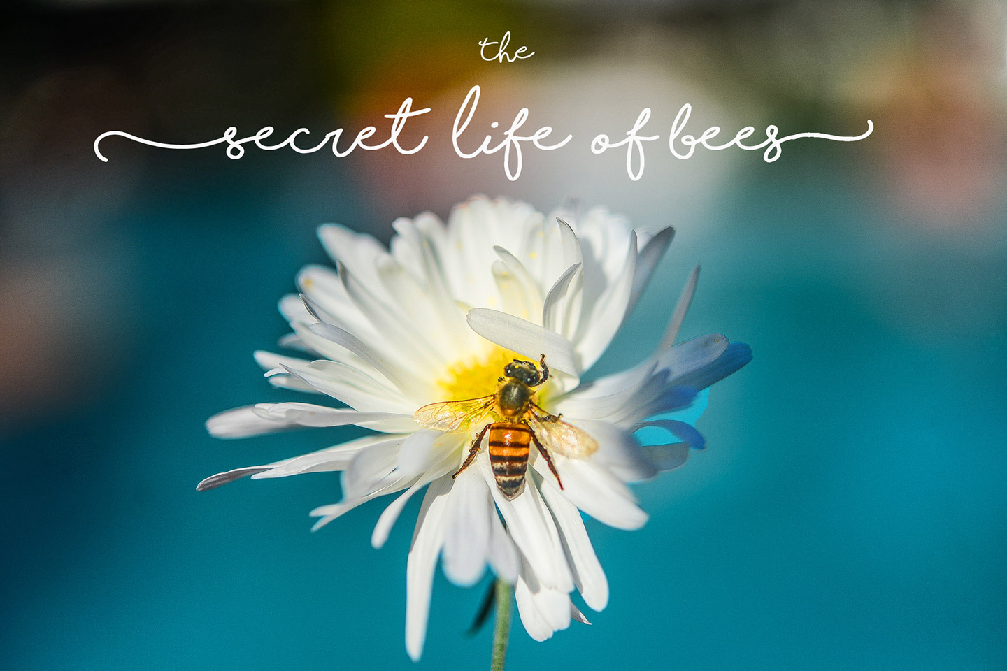 La vita segreta delle api