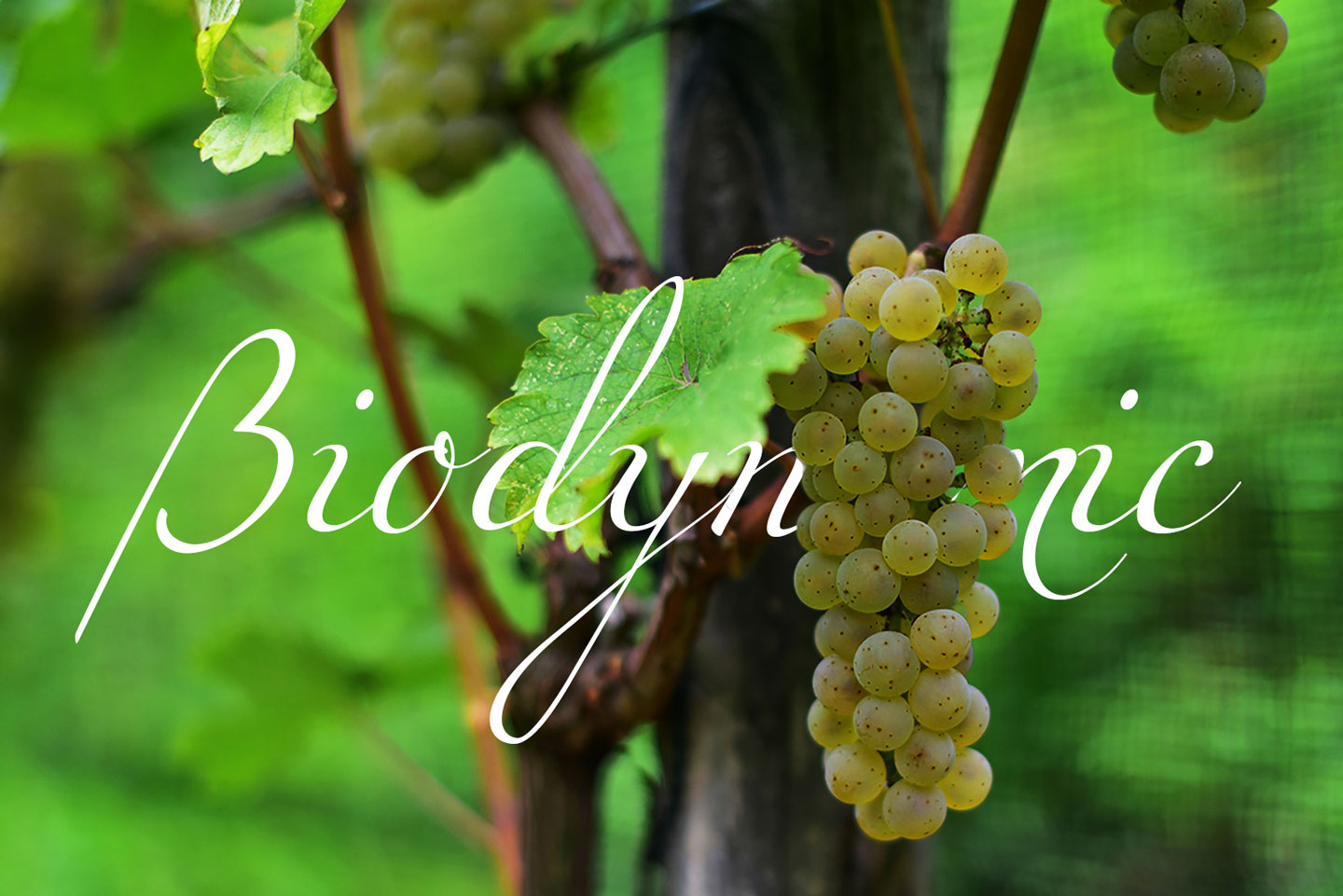 Vino Biodinamico