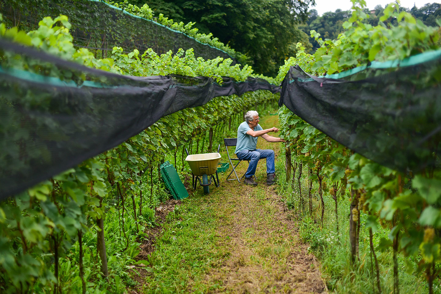 Biodynamic Wine