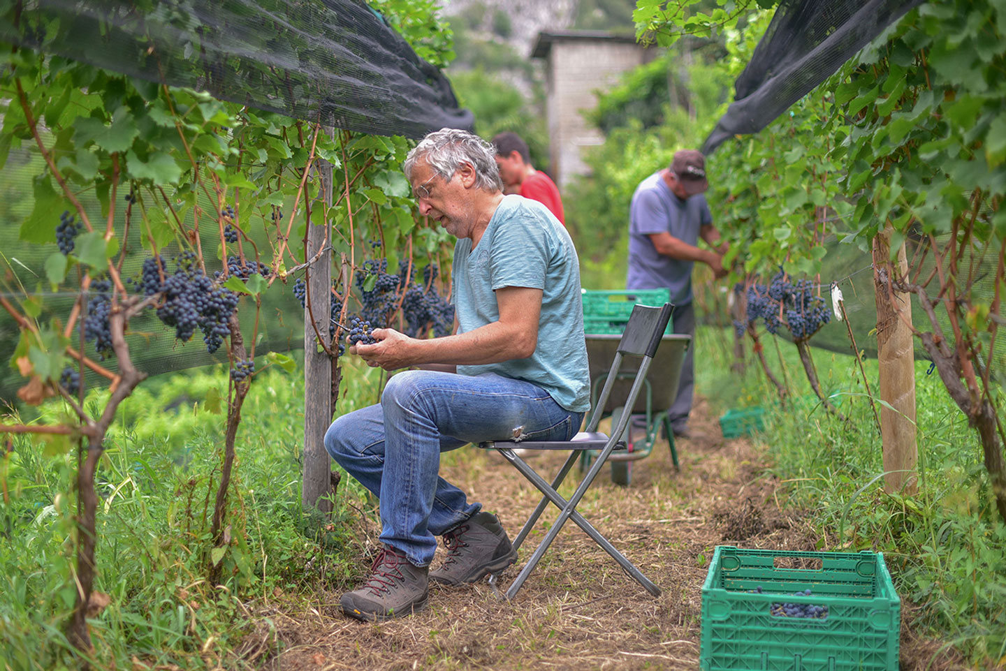 Biodynamic Wine