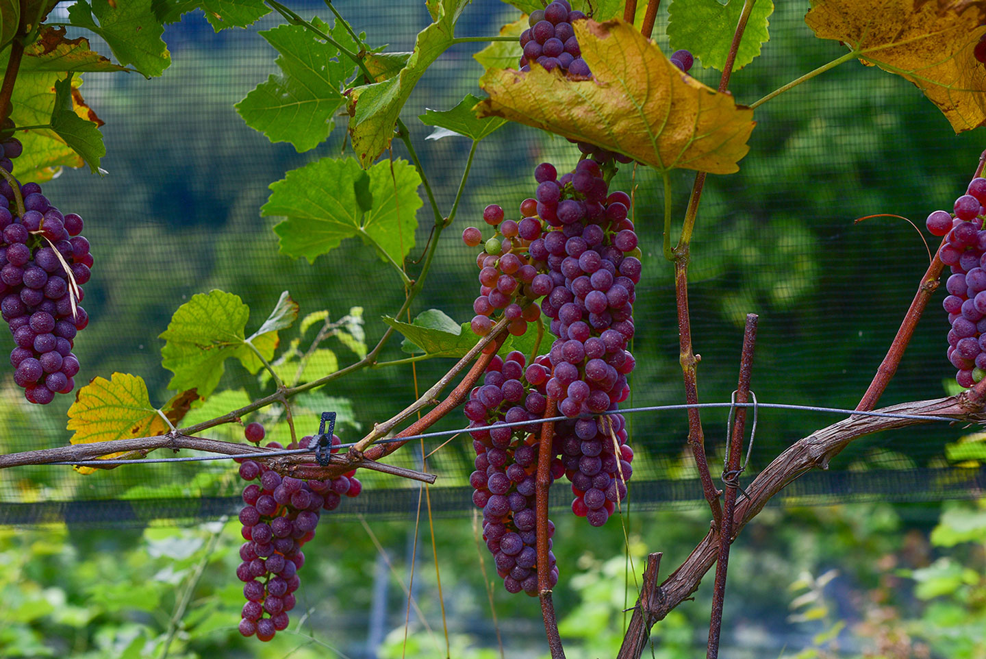 Biodynamic Wine