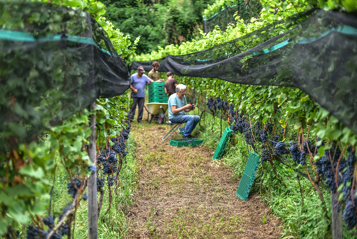 Biodynamic Wine