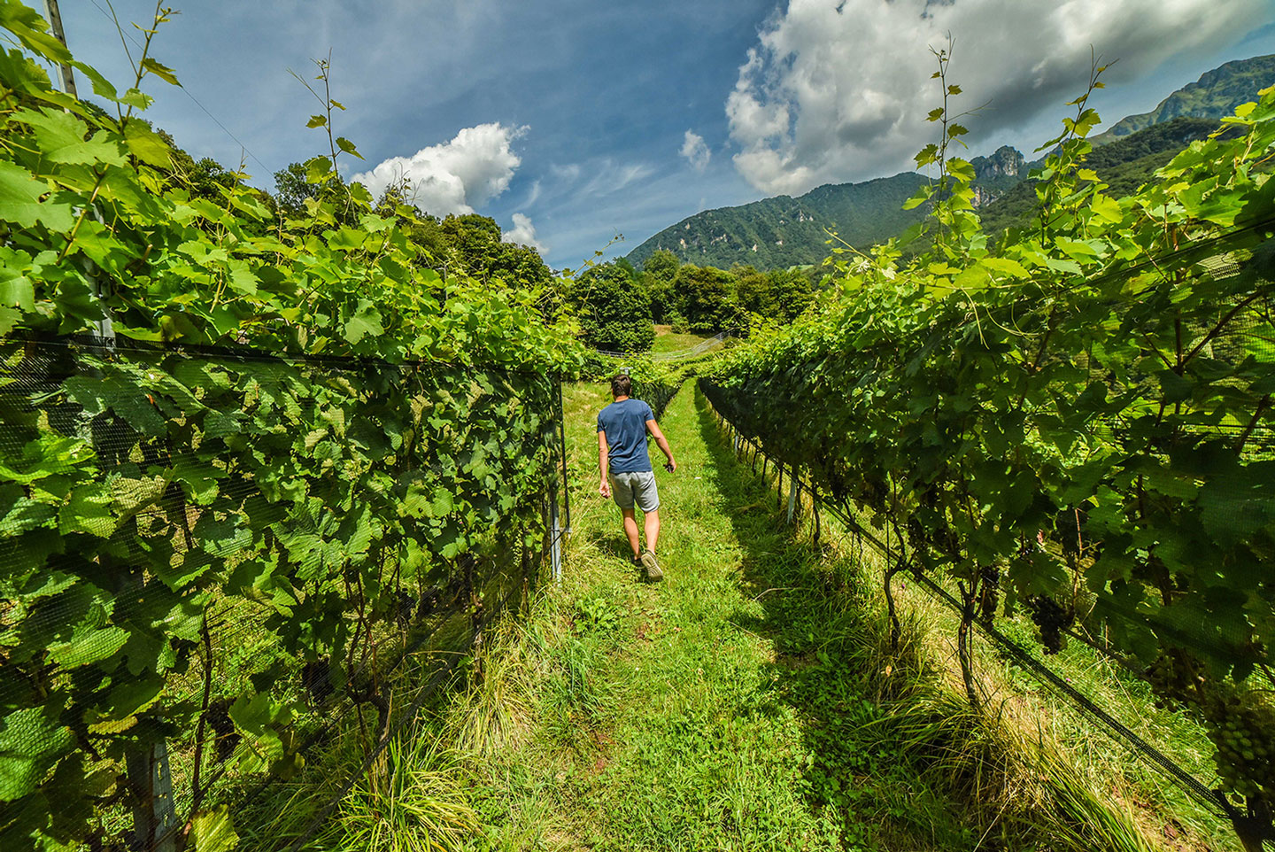 Biodynamic Wine