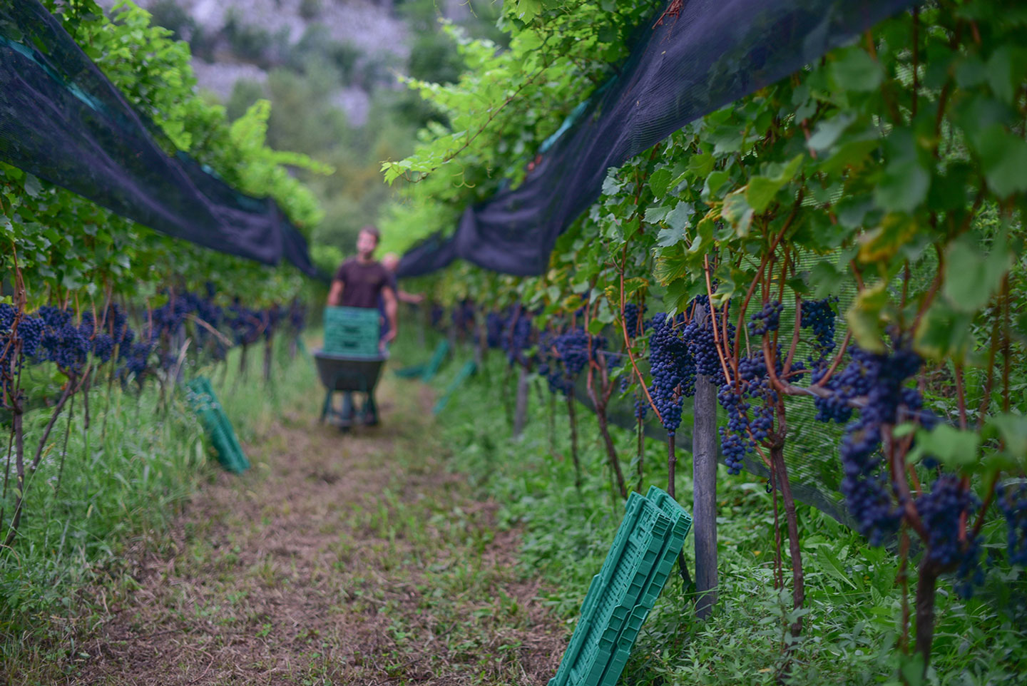 Biodynamic Wine