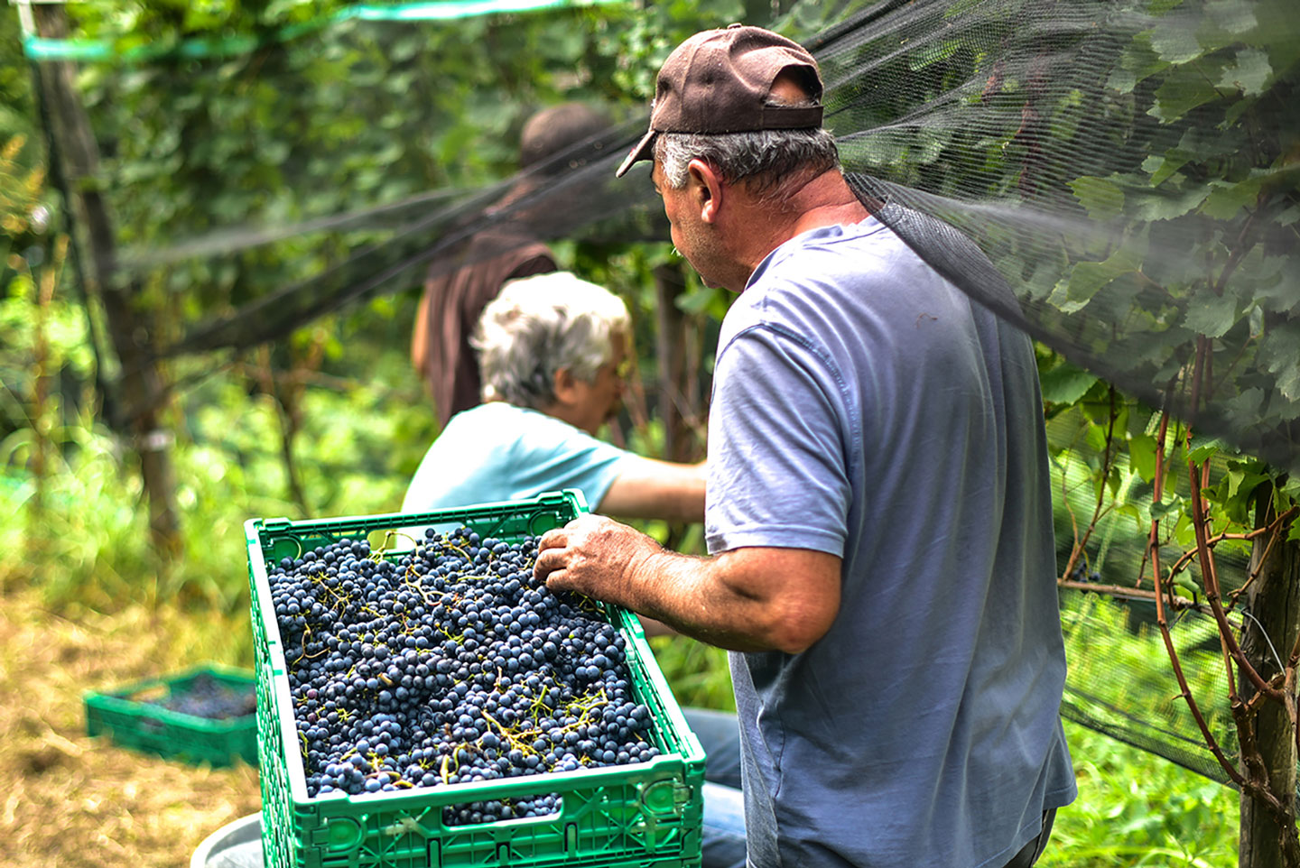 Biodynamic Wine