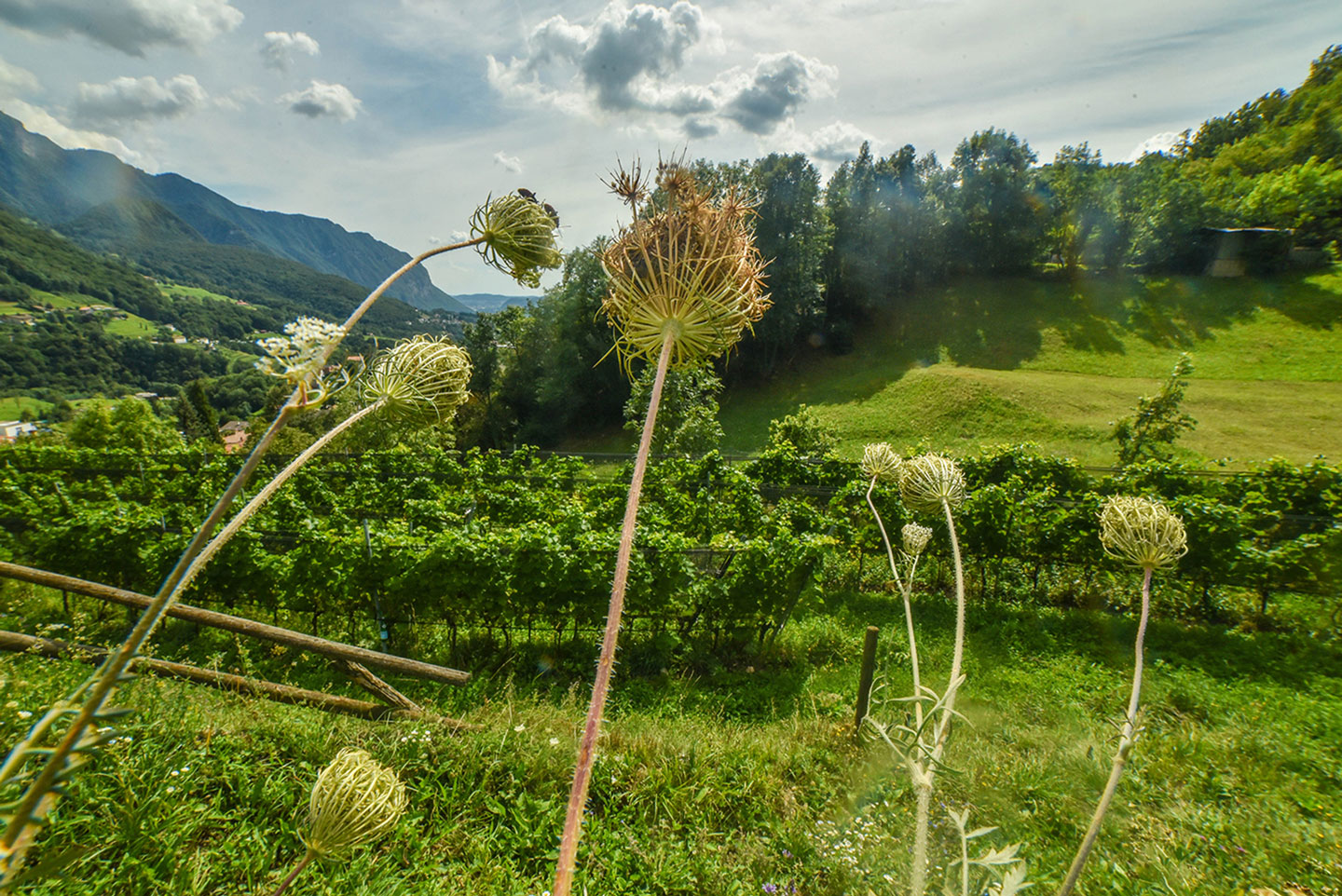 Biodynamic Wine