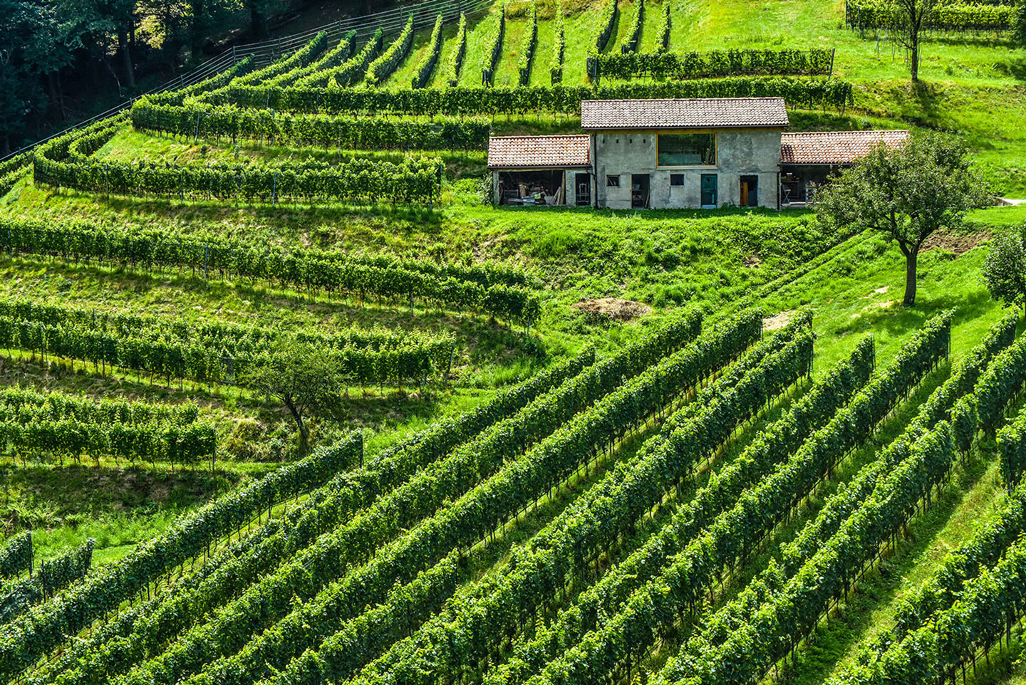 Biodynamic Wine