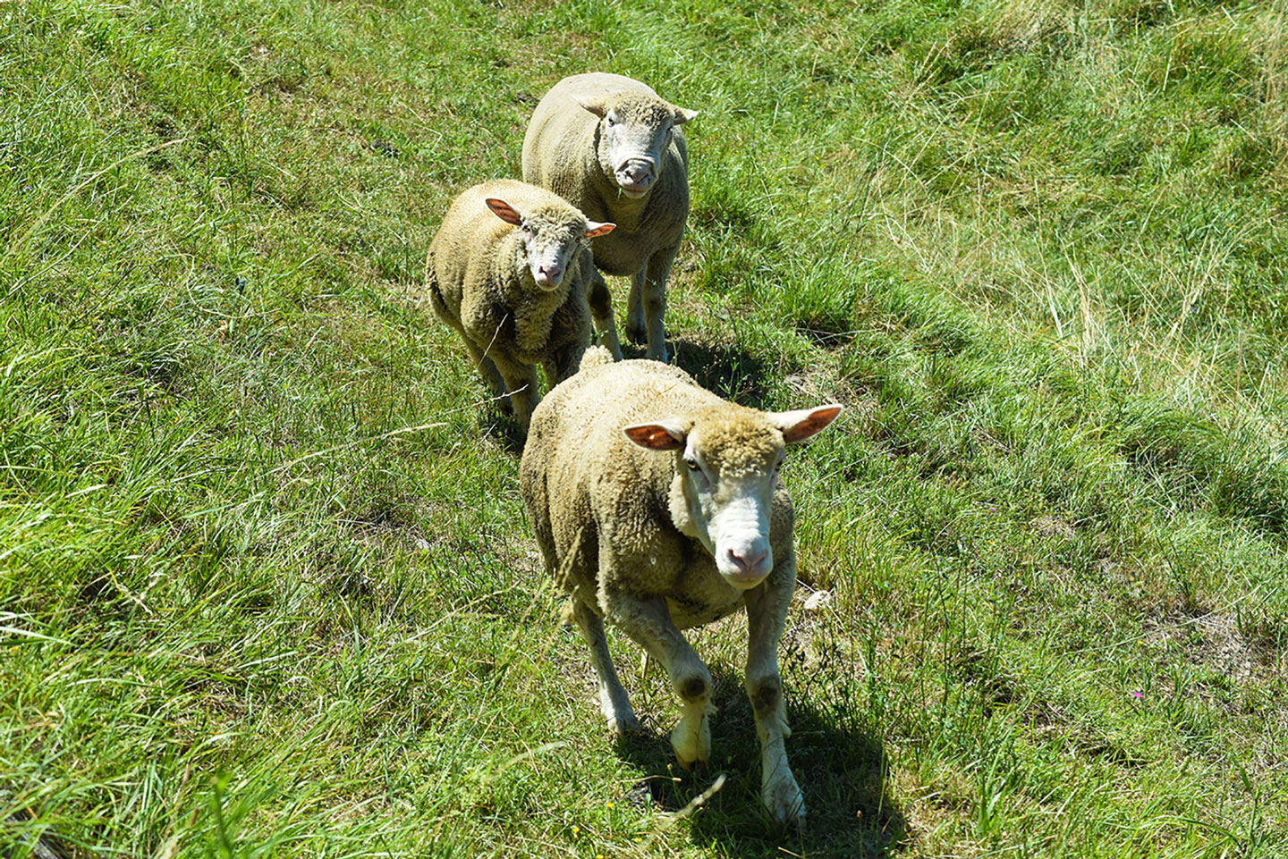 Biodynamic Wine