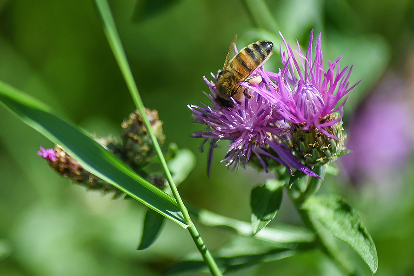 Biodynamic Wine