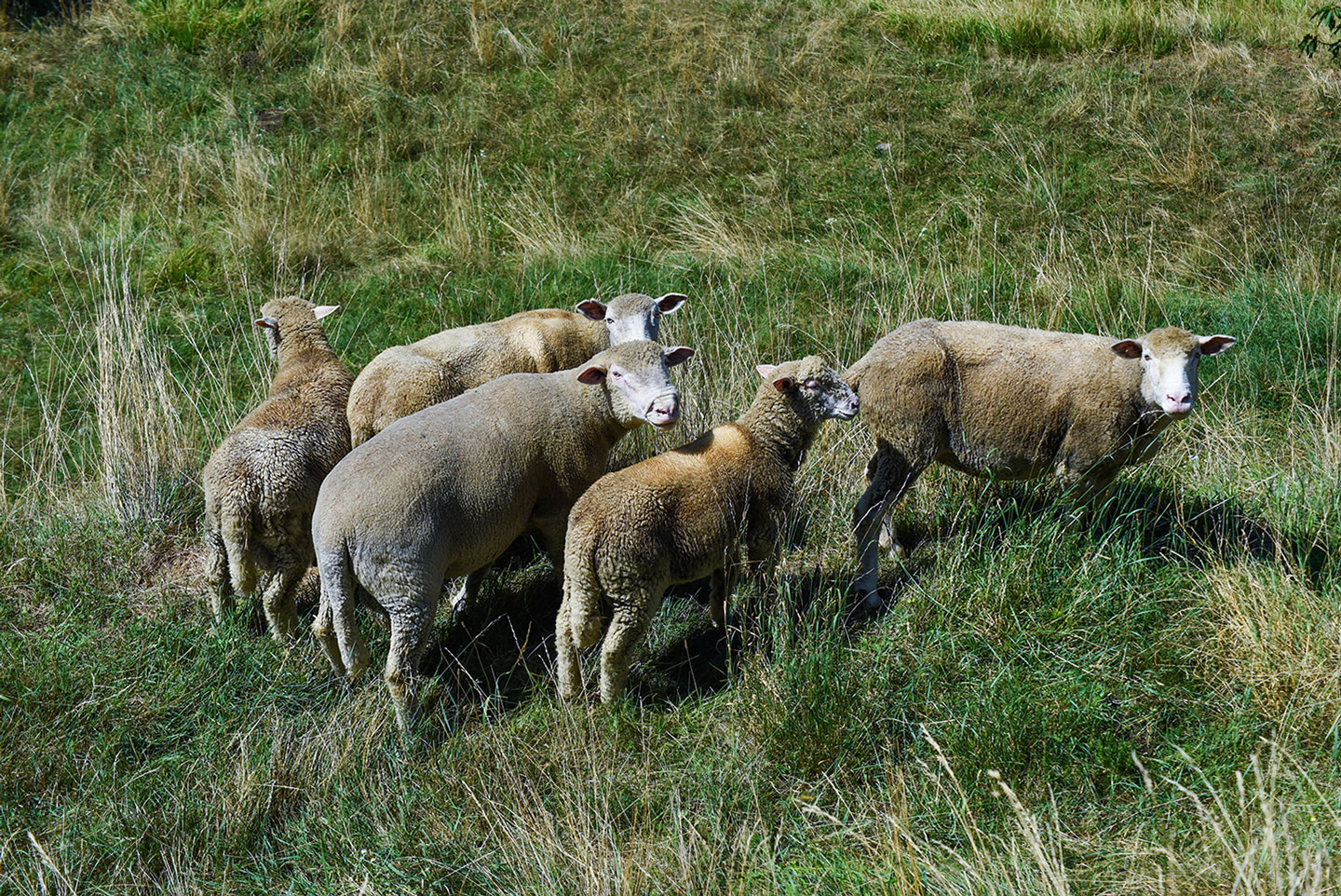 Biodynamic Wine